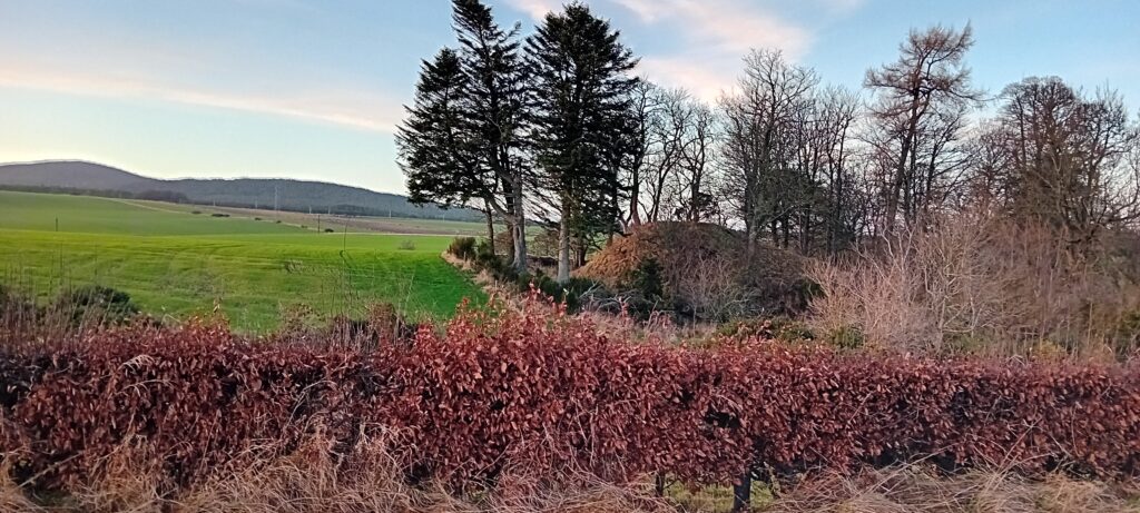 winter pic of mound in trees