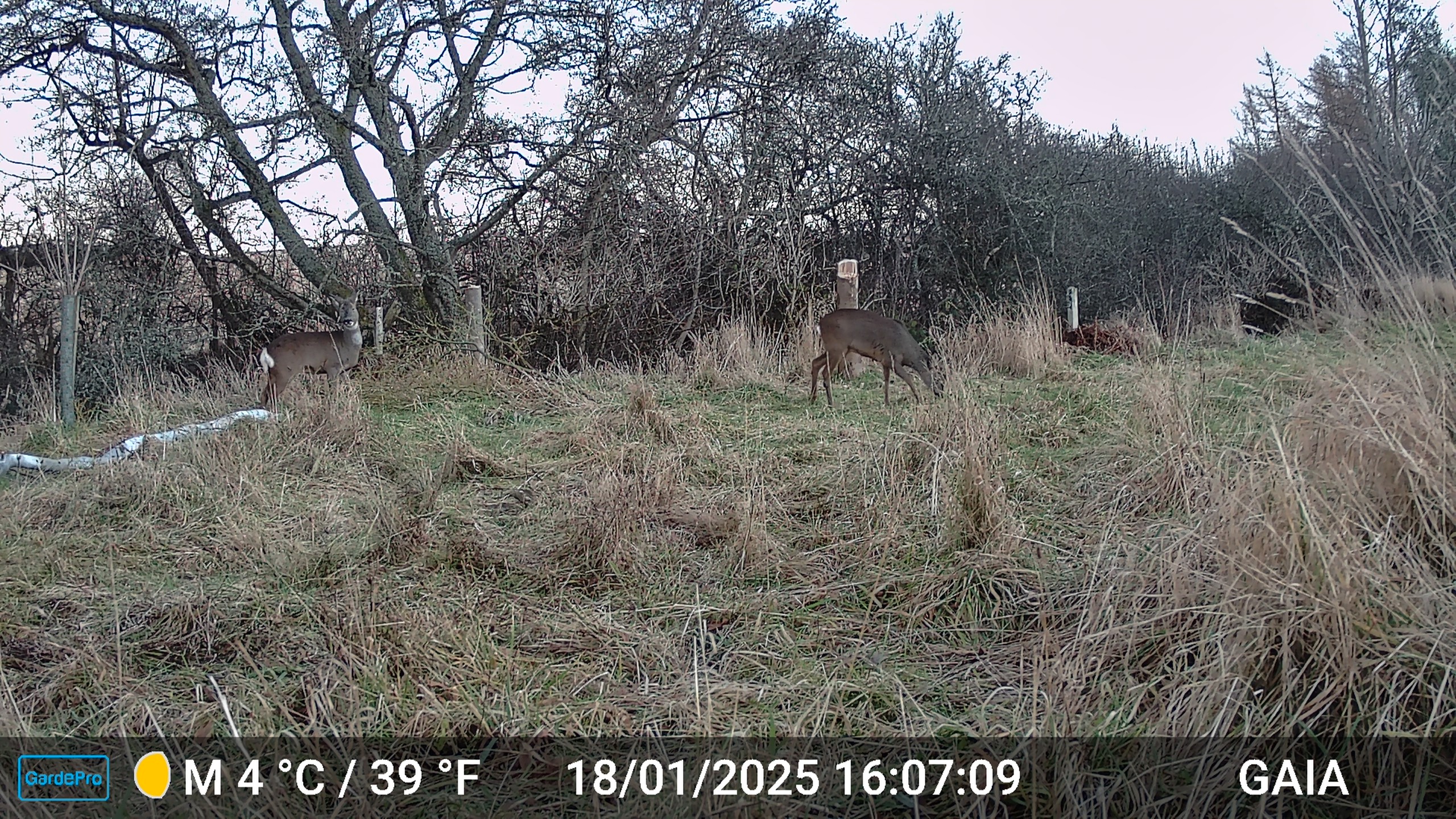 More animals – trail cam #2